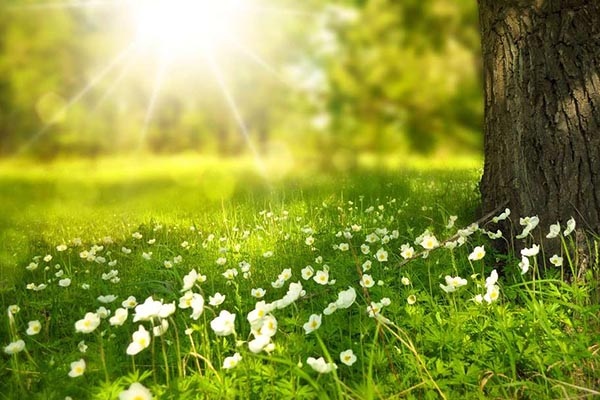 grüne Wiese mit weißen Blumen, Sonne im Gegenlicht