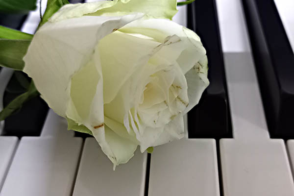 weiße Rose auf Klaviertasten